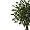 4.5ft. Potted Ficus Tree in Decorative White Planter